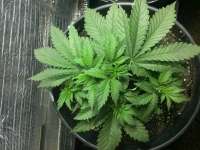 Swamp Boys Seeds Legend of Nigeria - ein Foto von sigdude21