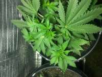 Swamp Boys Seeds Legend of Nigeria - ein Foto von sigdude21