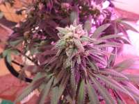 Swamp Donkey Seeds Purple Frost Monster - ein Foto von budmaster