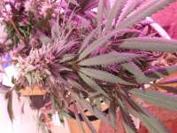 Swamp Donkey Seeds Purple Frost Monster - ein Foto von budmaster