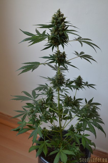 Sweet Seeds Big Devil Auto