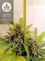 Sweet Seeds Crystal Candy F1 Fast Version - ein Foto von pineappleltd