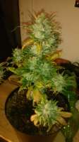 Bild von GreenB0B (Fast Bud Auto)