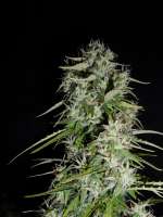 Bild von hank123 (Fast Bud Auto)