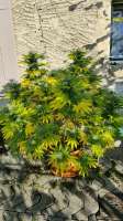 Sweet Seeds Gorilla Girl F1 Fast Version - ein Foto von Padbabs