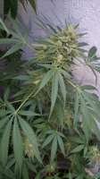 Sweet Seeds Gorilla Girl F1 Fast Version - ein Foto von Deckungsbeitrag