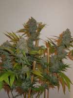 Bild von Cultivator420 (Green Poison)