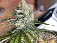 Sweet Seeds Green Poison F1 Fast Version - ein Foto von JPNYCE