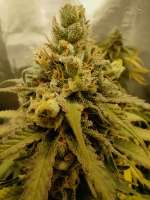 Sweet Seeds Jack 47 F1 Fast Version - ein Foto von JudasChrist