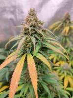 Sweet Seeds Jack 47 F1 Fast Version - ein Foto von JudasChrist