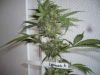 Sweet Seeds San Fernando Lemon Kush - ein Foto von merlin