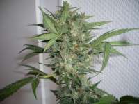 Sweet Seeds San Fernando Lemon Kush - ein Foto von merlin