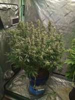 TH Seeds Auto MK-Ultra Kush - ein Foto von Johnrepp