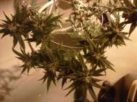 TH Seeds Burmese Kush - ein Foto von bonedady