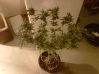 Bild von bonedady (Burmese Kush)