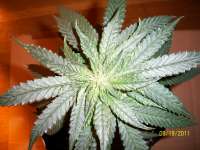 Bild von buttcrust420 (Burmese Kush)