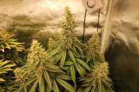 TH Seeds La S.A.G.E. CBD - ein Foto von AstroCreep