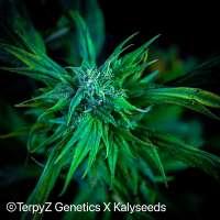 TerpyZ X KalySeeds Trinidad Gold SWAG - ein Foto von TerpyZ