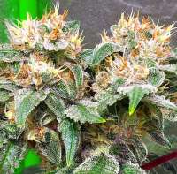 Bild von Thebakerygenetics (BlazinSkywalker)