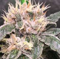 Bild von Thebakerygenetics (BlazinSkywalker)