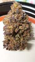 Bild von Thebakerygenetics (BlazinSkywalker)