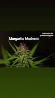 Bild von Thebakerygenetics (Margarita Madness)