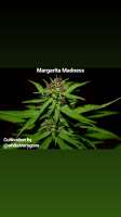 Bild von Thebakerygenetics (Margarita Madness)