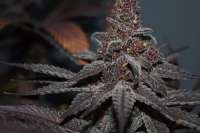 The Bakery Genetics Martian Punchbowl - ein Foto von MiMonsterbud