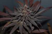 The Bakery Genetics Martian Punchbowl - ein Foto von MiMonsterbud