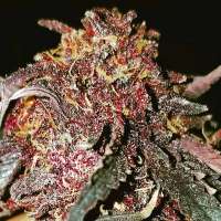 The Bakery Genetics Red Grapez - ein Foto von Thebakerygenetics