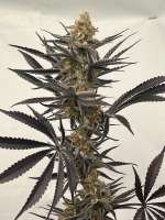 The Bakery Genetics Who's Your Daddy? - ein Foto von Dank580