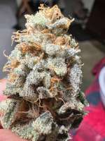 The Bakery Genetics Who's Your Daddy? - ein Foto von Dank580