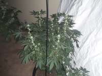 Bild von BuddyJunior420 (Samoa Kush)