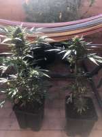 TBS - The Breeders Squad Angry Gorilla Auto - ein Foto von CaliWDD81