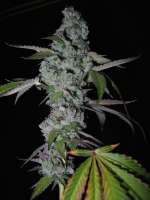 Bild von pihkal (Girl Scout Cookies)