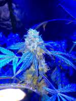 Bild von damoholic (Girl Scout Cookies)