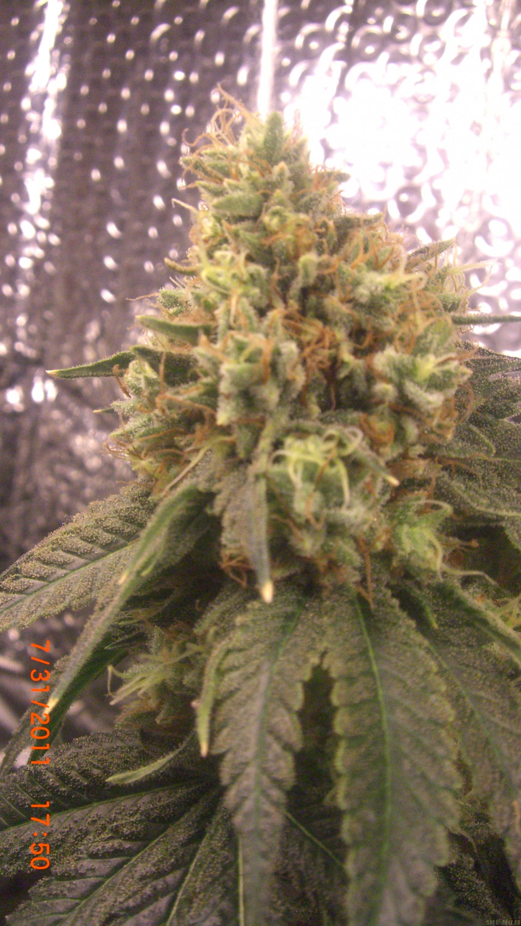 Strain-Galerie: Jamaican OG (The Cali Connection) PIC ...