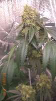 Bild von BigGreen56 (Jamaican OG)