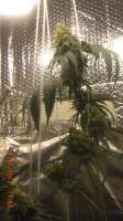 Bild von BigGreen56 (Jamaican OG)