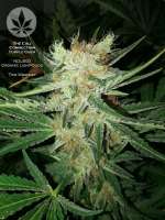 Bild von pineappleltd (Purple Chem)