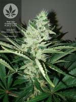 Bild von pineappleltd (Purple Chem)