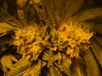 Bild von loveweed27 (Rollex OG Kush)