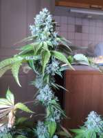 Bild von loveweed27 (Rollex OG Kush)