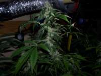 Bild von admin (Strawberry Sour Diesel)