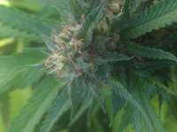 Bild von aleix (Strawberry Sour Diesel)