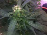 Bild von aleix (Strawberry Sour Diesel)