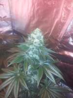 Bild von admin (Strawberry Sour Diesel)