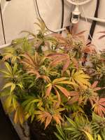 The Grateful Seeds Orange Groovye - ein Foto von TGrow