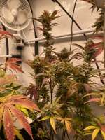 The Grateful Seeds Orangina - ein Foto von TGrow