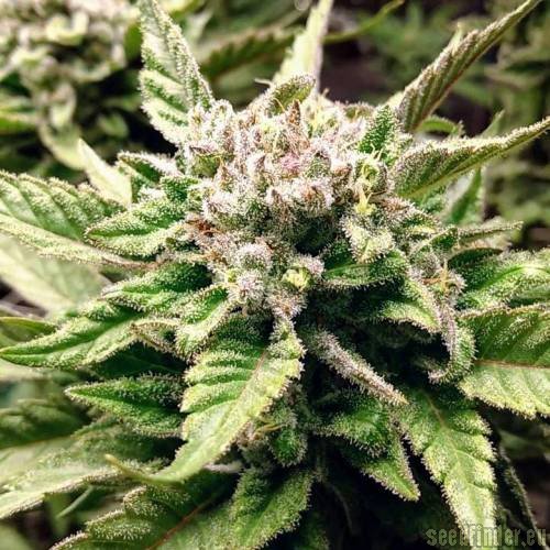 The KushBrothers Seeds Exotic Kush